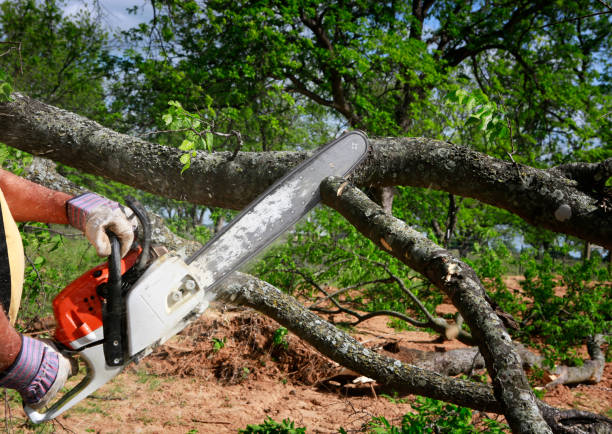 Trusted Willow Street, PA Tree Services Experts